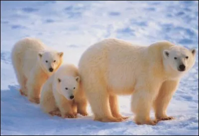 L'ours polaire vit dans :