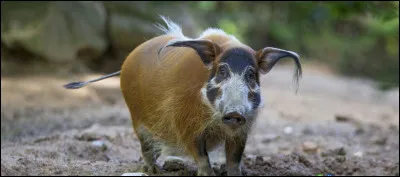 Le potamochère est un sanglier surprenant car il adore...