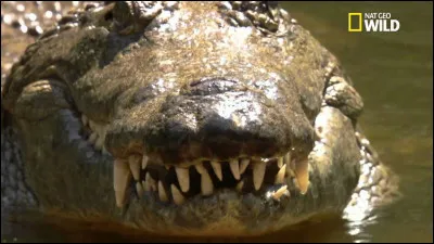 En grandissant, les dents du crocodile du Nil tombent et sont remplacées par de nouvelles. Adulte, il aura usé environ 45 jeux de dents. Vrai ou faux ?