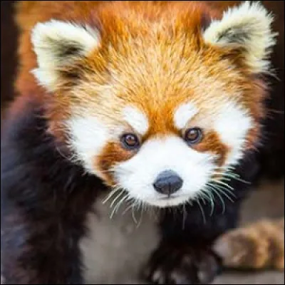 Quel est cet animal ?