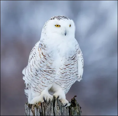 Quel est cet animal ? (difficile)