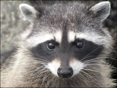 Quel est cet animal ?