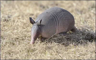 Quel est cet animal ?