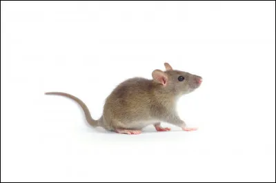 Ta maison es infestée de souris ! Que fais-tu ?