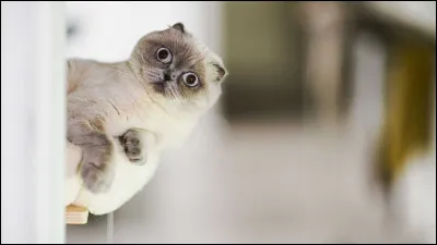 Parmi ces animaux, lequel est ton préféré ?