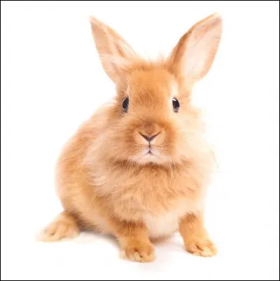 Un copain te présente fièrement Lapinou, son lapin obèse vraiment pas très beau...