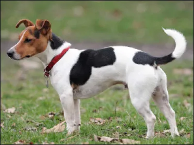 Quelle est cette race de chien du groupe des terriers ?