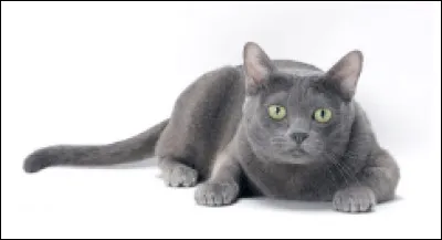 Quelle est cette race de chat originaire de la Tha&iuml;lande &agrave; la robe bleue et aux yeux verts ?