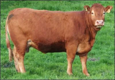 Quelle est cette race bovine fran&ccedil;aise rustique originaire du limousin ?