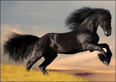 Quelle est cette race chevaline sauvage du nord-ouest des &Eacute;tats-Unis ?