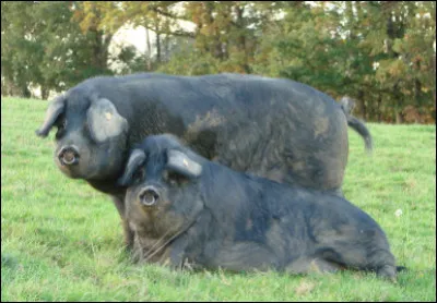 Quelle est cette race porcine noire originaire de Gascogne ?