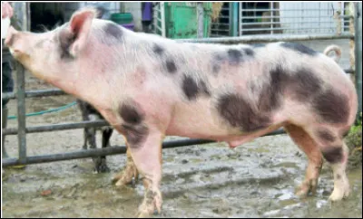 Quelle est cette race porcine belge du Brabant wallon ?