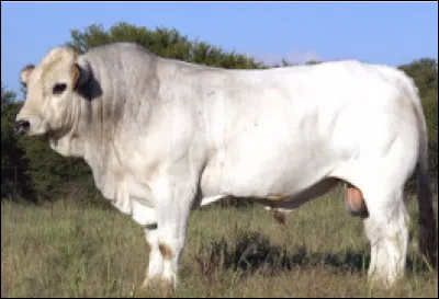 Quelle est cette race bovine italienne de la province d'&Eacute;milie-Romagne ?