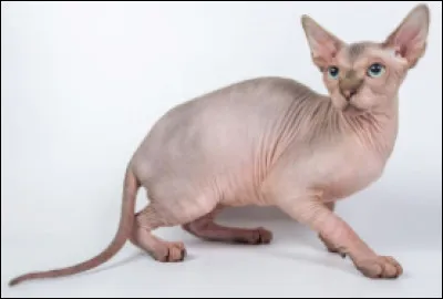 Quelle est cette race de chat originaire du Canada, caract&eacute;ris&eacute;e par la quasi-absence de pelage ?