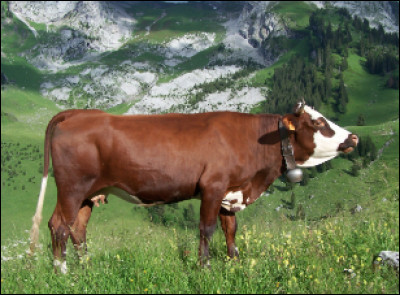 Quelle est cette race bovine française originaire de Haute-Savoie ?