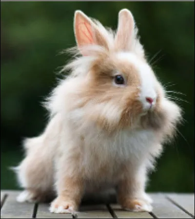 Quelle est cette race de lapin nain, caract&eacute;ris&eacute;e par une touffe de poils autour de la t&ecirc;te comme une crini&egrave;re ?