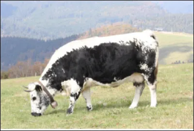 Quelle est cette race bovine fran&ccedil;aise originaire d'un massif montagneux de l'est de la France ?