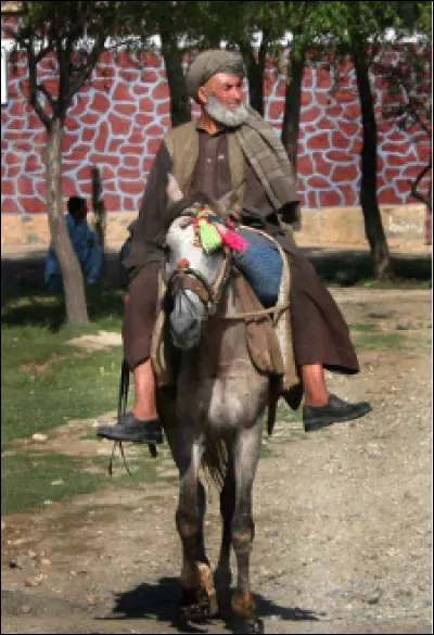 Quelle est cette race chevaline originaire d'Afghanistan ?