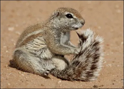 Quelle est cette race d'&eacute;cureuil vivant sur le continent africain ?
