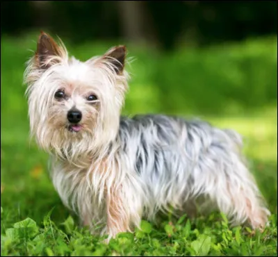 Quelle est cette race de chien du groupe des terriers, originaire d'un comt&eacute; anglais du m&ecirc;me nom ?