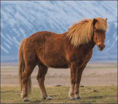 Quelle est cette race chevaline de type poney, originaire du Ladakh, territoire de l'Union indienne ?