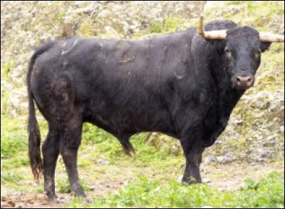 Quelle est cette race bovine espagnole &eacute;lev&eacute;e pour les spectacles de tauromachie ?