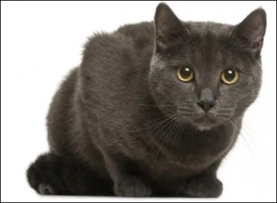 Quelle est cette race de chat originaire de France, au pelage court et bleu ?