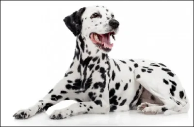 Quelle est cette race de chien originaire de Croatie &agrave; la robe blanche tachet&eacute;e ?