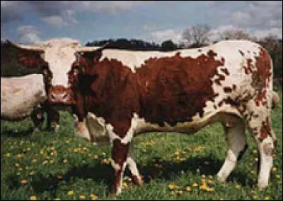 Quelle est cette race bovine fran&ccedil;aise originaire de la cha&icirc;ne des Puys &agrave; la robe pie rouge ?