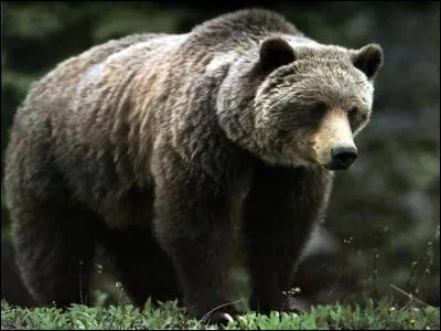Quelle est cette race d'ours commune au nord des &Eacute;tats-Unis et au Canada ?