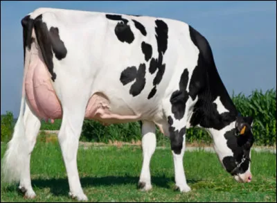 Quelle est cette race bovine originaire de Frise ?
