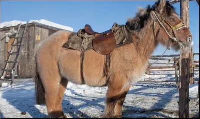 Quelle est cette race chevaline de type poney provenant de Sib&eacute;rie ?