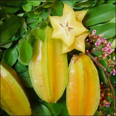 Quel fruit exotique apercevons-nous ici ?