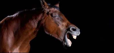 Est-ce que les chevaux ont le sang chaud ?