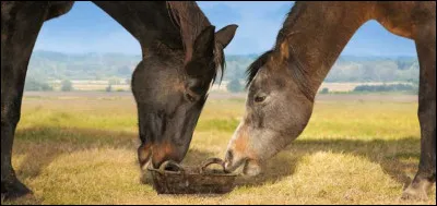 Est-ce que les chevaux doivent être vaccinés tous les ans ?