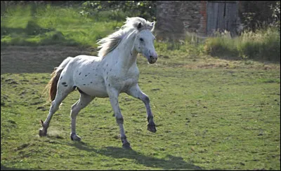 Est-ce que les chevaux sont des ruminants ?