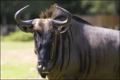 Cet animal est un gnou, et il fait partie des personnages du Roi Lion !