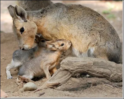 Cet animal fait partie des proies préférées des hyènes !