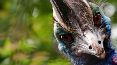 Vous l'avez vue dans Le Roi Lion, c'est une autruche !