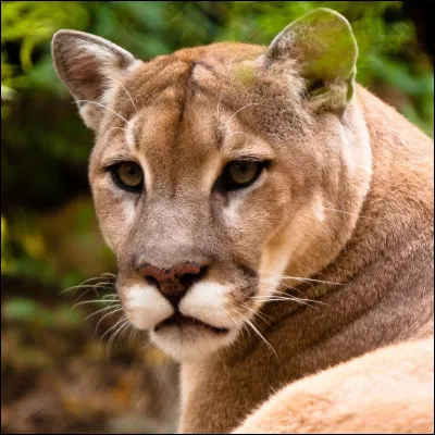 Dans le film, cette lionne s'appelle Nala !