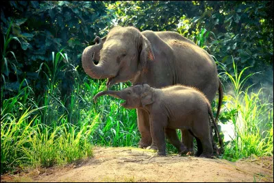 Dans le film, vous pouvez voir ces animaux !