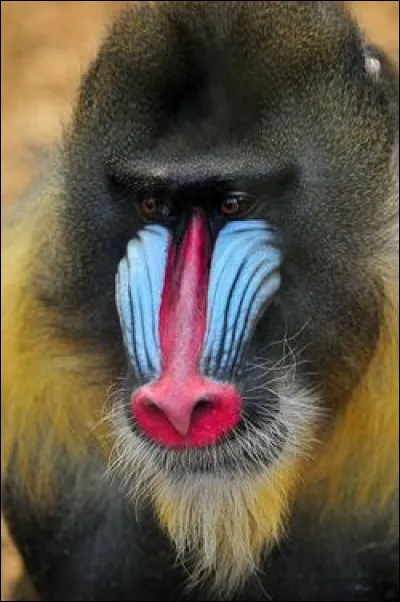 Dans le film, il s'appelle Rafiki !