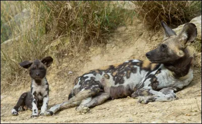 Shenzi est la reine des hyènes, vous pouvez la voir sur cette photo !