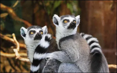 Ils font partie des amis de Simba !