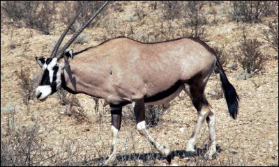 Cette antilope aussi est dans le lien !