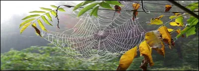 Pour les entomologistes débutants.
Une araignée est un insecte, elle a six pattes.