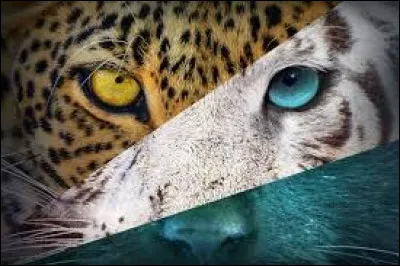 Ton animal fétiche est...