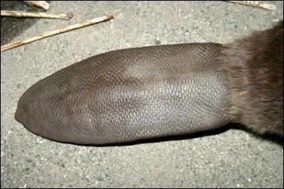 Non, ce n'est pas une raquette, c'est la queue ...