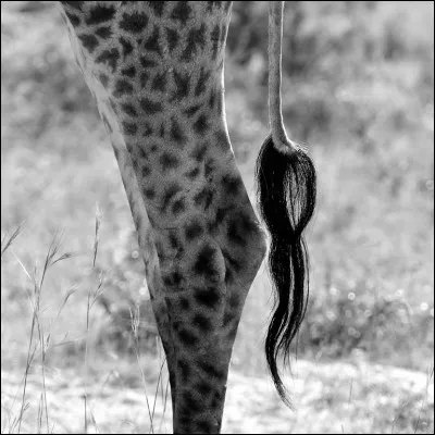 Prenez de la hauteur et trouvez l'animal !