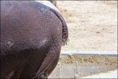 Non, ce n'est pas le fessier d'une danseuse du lido, c'est celui ...